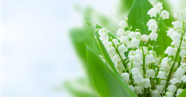 istock lilly of the valley flowers 675386020