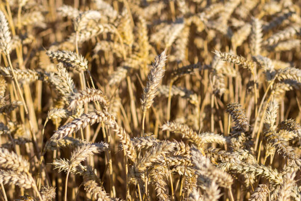 istock wheat field on a summer day 675386030