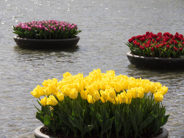 istock amsterdam in the netherlands 675386690