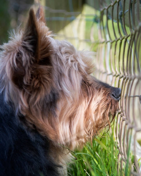 istock Dog guarding property 675389538