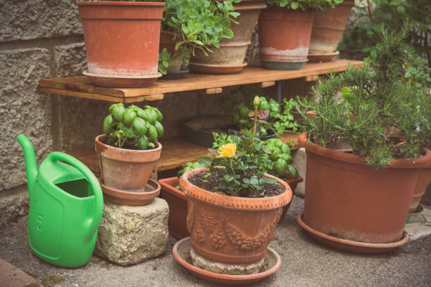 istock Plant and garden tool. 675389904