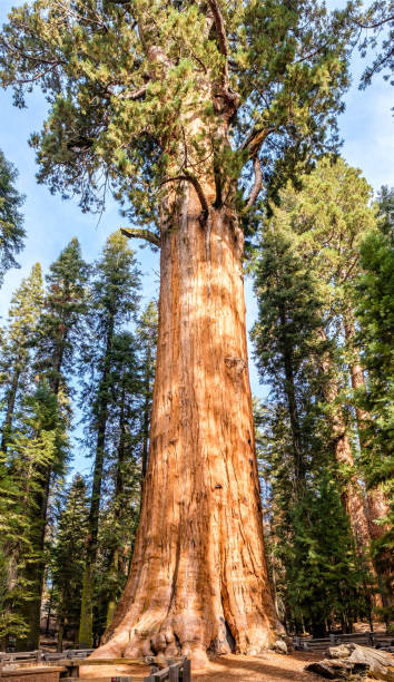 istock Sequoia National Park at autumn 675389926