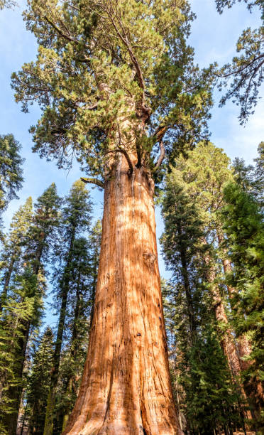 istock Sequoia National Park at autumn 675389930