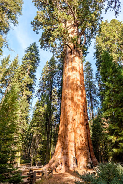istock Sequoia National Park at autumn 675389940