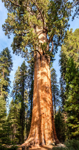 istock Sequoia National Park at autumn 675389944