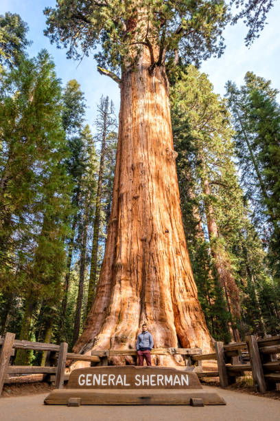 turismo no parque nacional sequoia - ancient tree usa california - fotografias e filmes do acervo