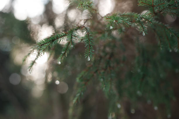 istock Forest in the snow on a sunny morning 675393196