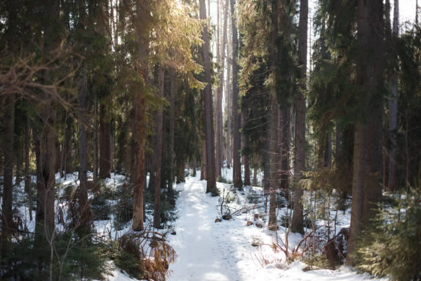 istock Forest in the snow on a sunny morning 675395322