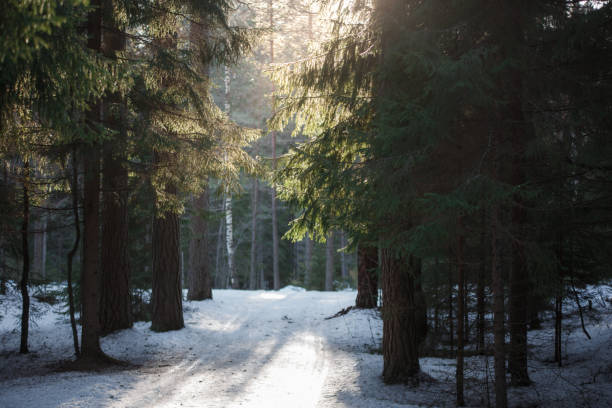 istock Forest in the snow on a sunny morning 675398718
