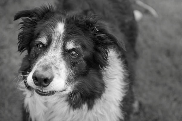 istock Dog waiting for ball 675398966
