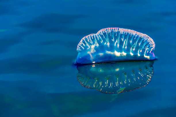 istock Portuguese Man O' War 675399272
