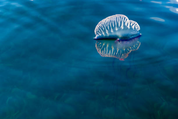 jellyfish