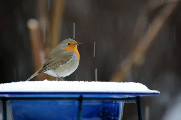 European robin standing in the snow on top of blue bowl filled with snow.