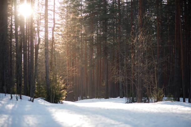 istock Forest in the snow on a sunny morning 675400324