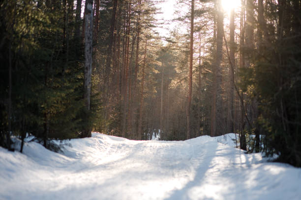 istock Forest in the snow on a sunny morning 675402470