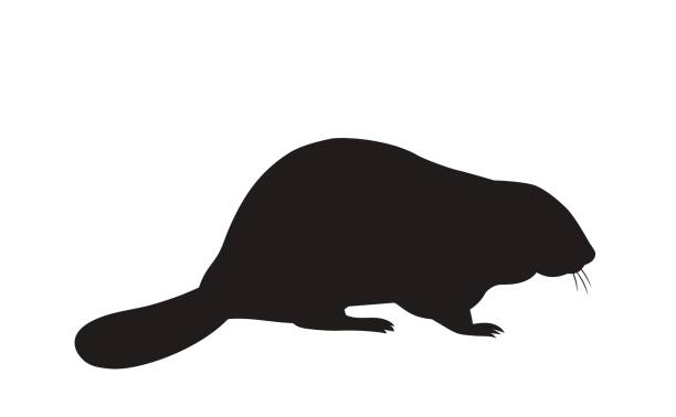 silhouette of a sitting beaver vector silhouette of a sitting beaver beaver stock illustrations