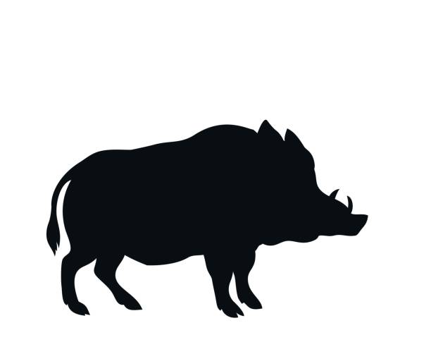 ilustraciones, imágenes clip art, dibujos animados e iconos de stock de silueta de un jabalí de pie - jabalí cerdo salvaje