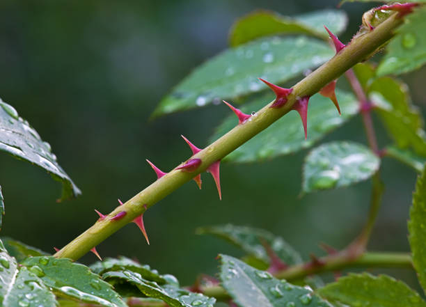 istock Thorns of roses 675406430