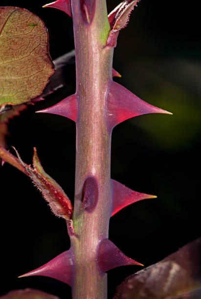 Thorns of roses - fotografia de stock