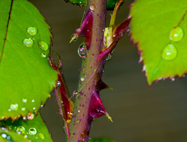 Thorns of roses - fotografia de stock