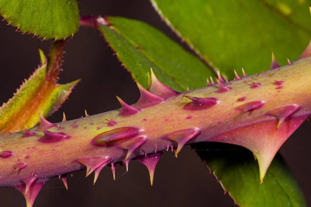 Thorns of roses - fotografia de stock