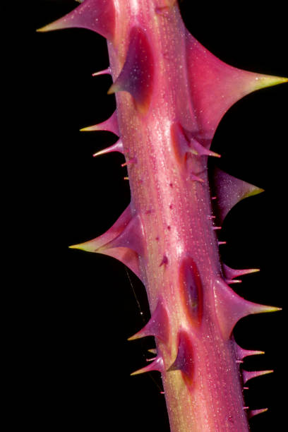 istock Thorns of roses 675406496