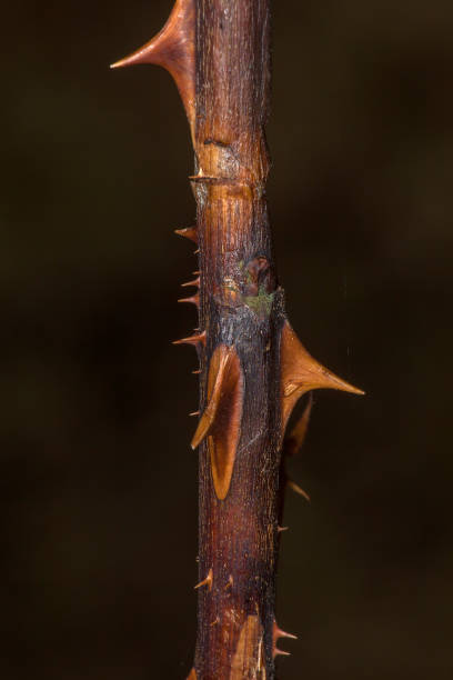 Thorns of roses - fotografia de stock