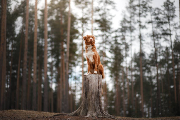 istock Nova Scotia Duck Tolling Retriever morning in the forest 675410028