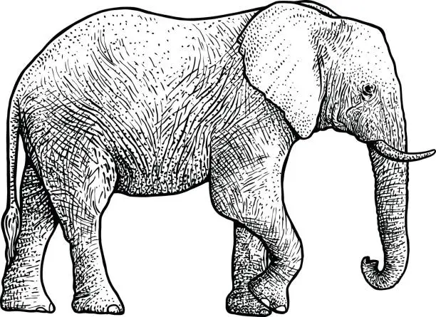 Vector illustration of Elephant illustration, drawing, engraving, ink, line art, vector