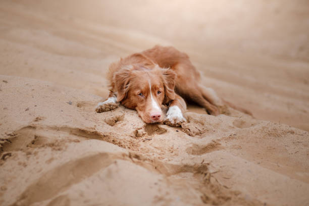 istock Nova Scotia Duck Tolling Retriever morning in the forest 675412876