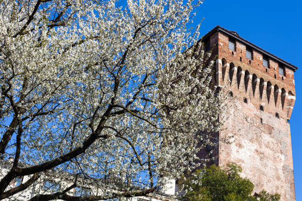travel to Italy - blossoming cherry tree and view of Torre di Porta Castello (Tower of Castel Gate) in Vicenza in spring