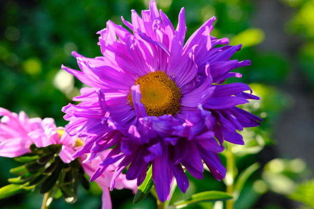 istock colorfull flowers and roses collection 675416486
