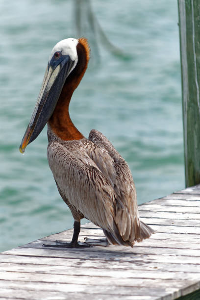 istock Birds of Pass-a-Grille Beach, Florida 675420524