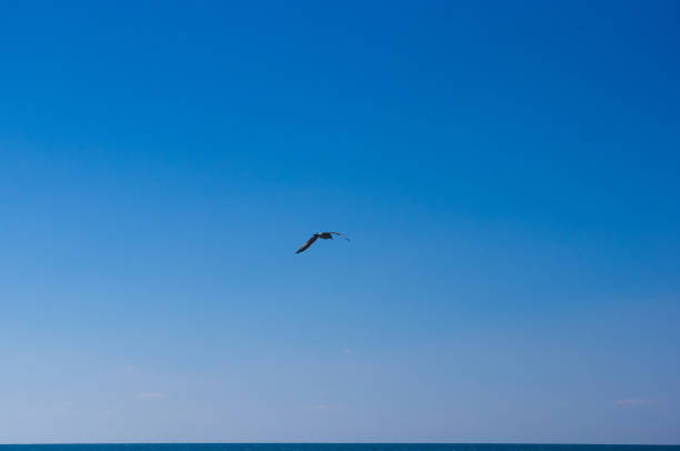istock seagull flying in the sky 675423032