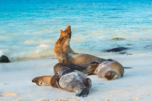 A group of Galapagos sea lions (Zalophus wollebaeki) is sunbathing in the last sunlight at the beach of Espanola island, Galapagos Islands in the Pacific Ocean. This species of sea lion is endemic at the Galapagos islands; In the background one of the typical tourist yachts is visible. Wildlife shot.