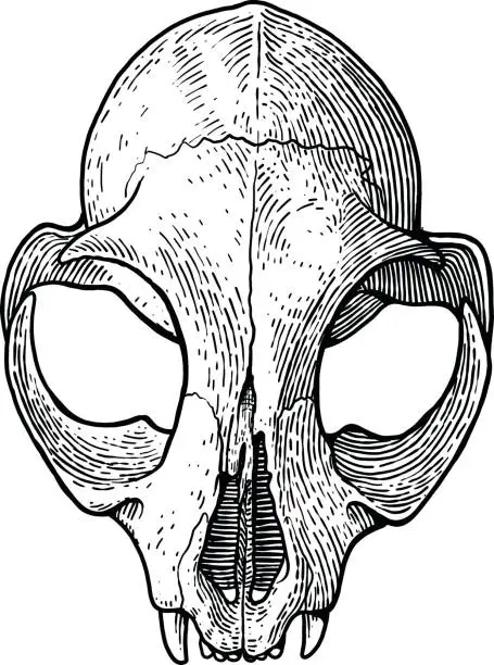 Vector illustration of Cat skull illustration, drawing, engraving, ink, line art, vector