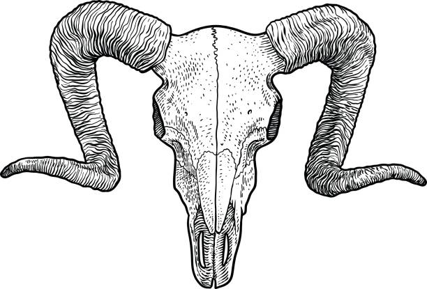 520+ Ram Skull Stock Illustrations, Royalty-Free Vector Graphics
