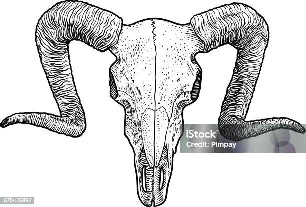 Ram Skull Illustration Drawing Engraving Ink Line Art Vector Stock Illustration - Download Image Now