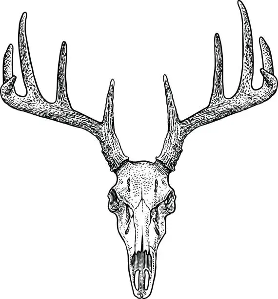 Vector illustration of Deer skull illustration, drawing, engraving, ink, line art, vector