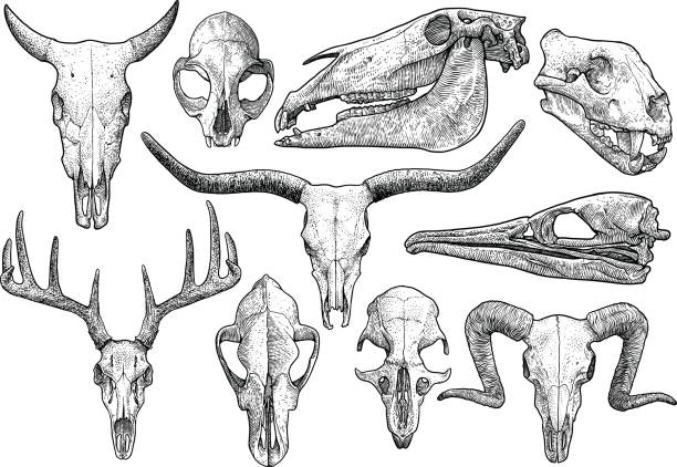 иллюстрация коллекции черепа, рисунок, гравюра, чернила, линейный арт, вектор - horse animal skeleton anatomy animal stock illustrations