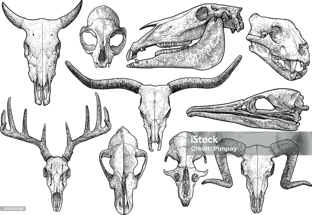 Skull collection illustration, drawing, engraving, ink, line art, vector Illustration, what made by ink, then it was digitalized. Skull stock vector