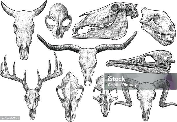 Skull Collection Illustration Drawing Engraving Ink Line Art Vector Stock Illustration - Download Image Now