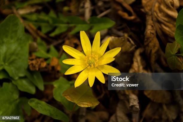 Natures Secret Larder Field Flower Is Yellow Stock Photo - Download Image Now - Agricultural Field, Australia, Backgrounds