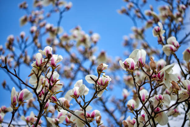 Magnolia flowers, blue sky background stock photo