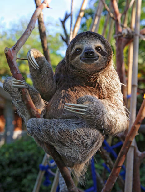 Happy, rescued Sloth Happy rescued sloth relaxing and holding his pot belly. panama photos stock pictures, royalty-free photos & images