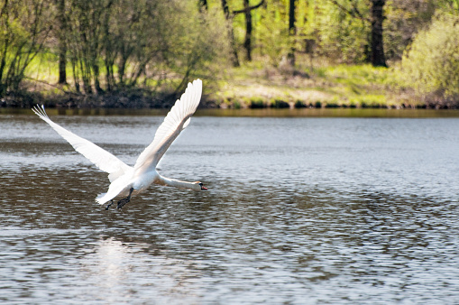 Swan, Mute Swan, Lake, Swimming, Beauty
