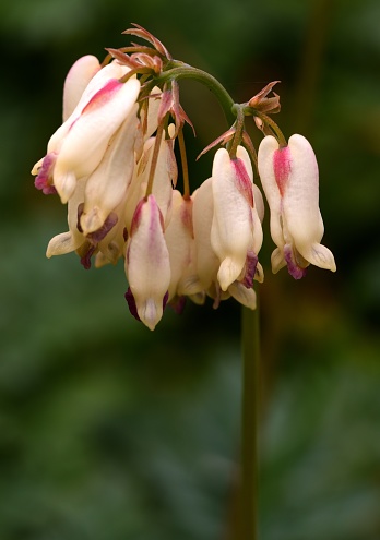 White dicentra flowers