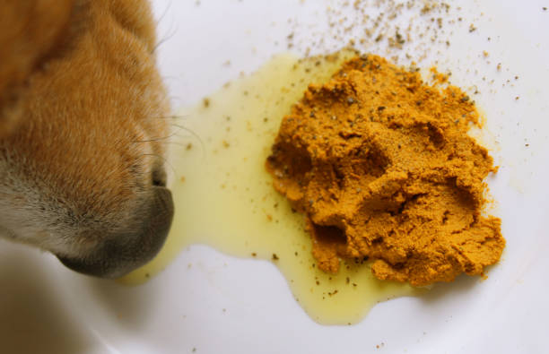 Turmeric Golden Paste Healthy Dogs Supplement stock photo