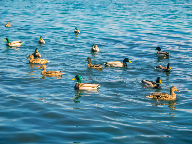 istock Lovely ducks swimming in the sea 675433288