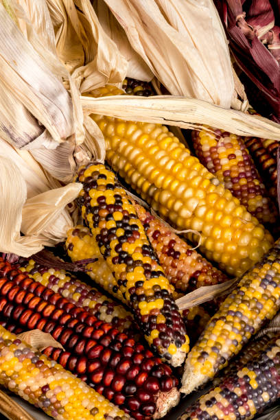 istock Variety of different colored Indian corn on display 675433386